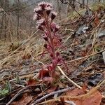 Petasites paradoxus Habitus