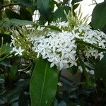 Acokanthera oblongifolia Flower