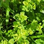 Euphorbia peplus Φύλλο