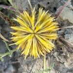 Centaurea toletana Bloem