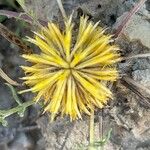 Centaurea toletana Flower
