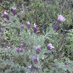 Lavandula stoechas Habitat