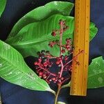 Ardisia standleyana Otro