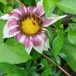 Gazania linearis Flor