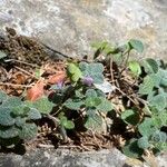 Origanum dictamnus Flower