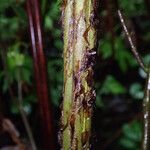 Didymochlaena truncatula برگ
