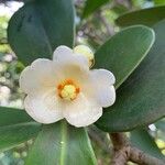 Clusia fluminensis Flower