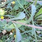 Leucanthemum ircutianum Folha