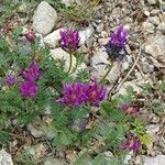 Astragalus onobrychisКветка