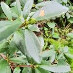 Paxistima myrsinites Fruit