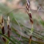 Carex alba Frukto