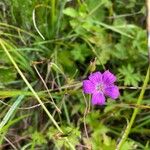 Geranium palustre花