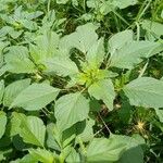 Amaranthus palmeri 葉