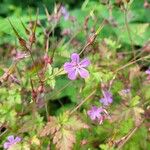 Geranium purpureumFlower