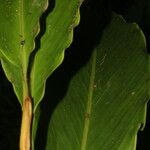 Renealmia mexicana Leaf