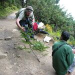 Abies spectabilis Diğer