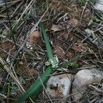 Allium chamaemoly Blüte