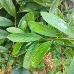Spiraea douglasii Leaf
