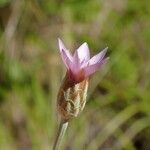 Xeranthemum cylindraceum 花
