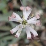 Silene portensis Blüte