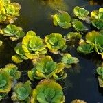 Pistia stratiotes Blatt