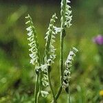 Spiranthes spiralis फूल