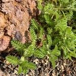Cotula lineariloba Leaf