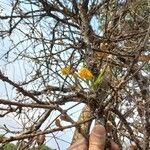 Polystachya epiphytica Blüte
