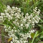 Parthenium integrifolium फूल