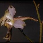 Delphinium gracilentum Λουλούδι