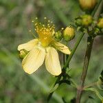 Hypericum hyssopifolium Цвят