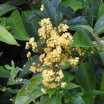 Davilla nitida Çiçek