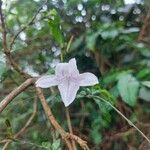 Mackaya bella Flower