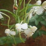 Habenaria procera Flor