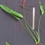 Anthurium testaceum Drugo