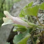 Asarina procumbens Blomst
