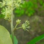 Croton insularis Flower