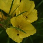 Oenothera hartwegii Kvet