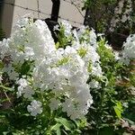 Phlox carolina Flower