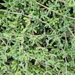 Mesembryanthemum nodiflorum Hoja