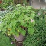 Pelargonium vitifolium 形態
