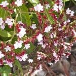 Limonium dendroides Fleur