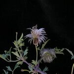 Clematis brevipes Hábito