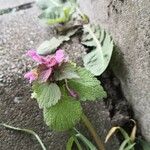 Lamium hybridumFlor