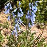 Brimeura amethystina Fula
