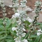 Salvia farinacea Flower