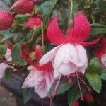 Fuchsia hybrida Flor