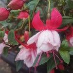 Fuchsia hybrida Blomst