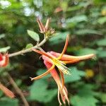 Triumfetta grandiflora Flor