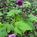 Rubus odoratusFoglia